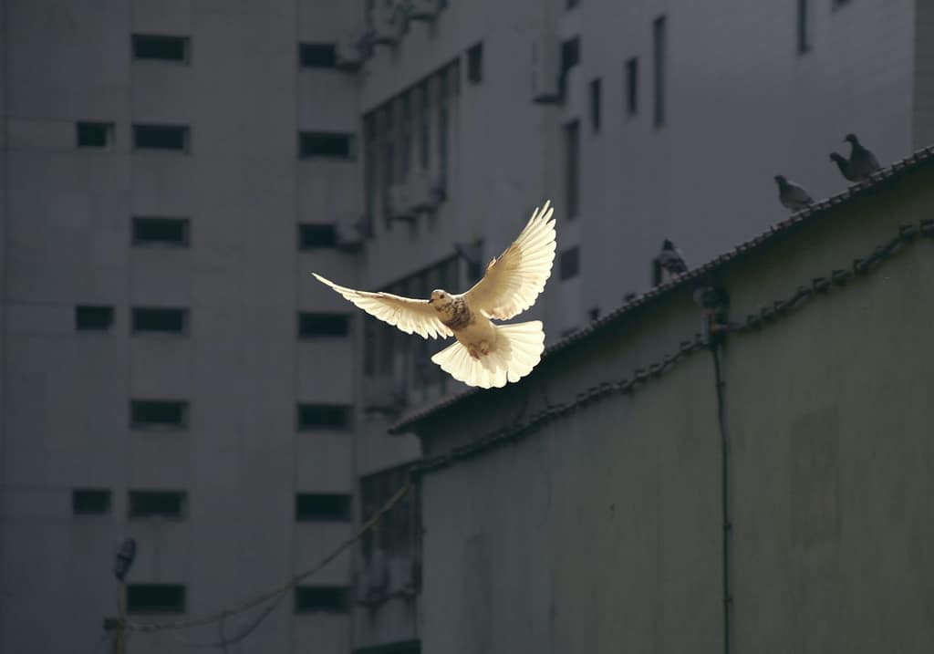 Making Peace with Your Inner Critic