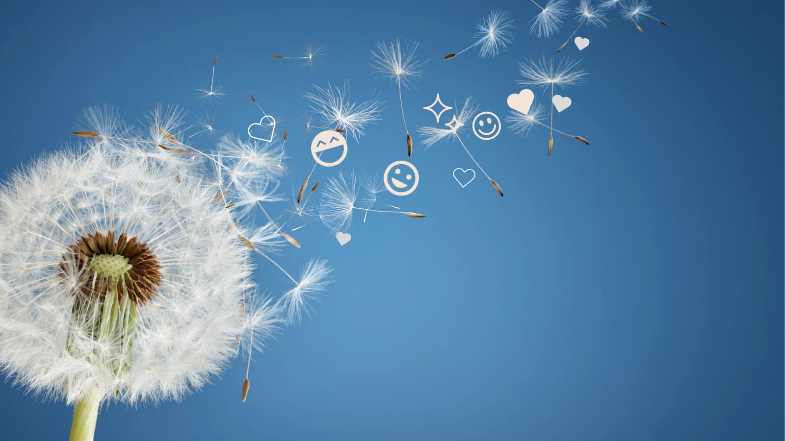 Dandelion seeds spreading happiness and positivity
